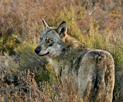 La Junta de Castilla y León estudia permitir la caza de lobos durante las batidas de otro tipo de piezas